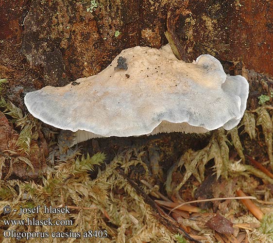 Oligoporus caesius Bělochoroš modravý Blåticka Leptoporus