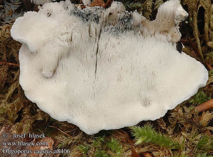 Oligoporus caesius Conifer Blueing Bracket Blåkjuke Sinihaprakääpä