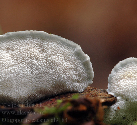 Oligoporus caesius al9184