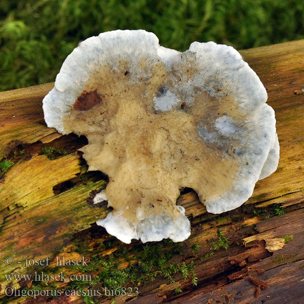 Polypore bleuté Blauwe kaaszwam Blauender Saftporling