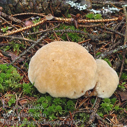 Oligoporus ptychogaster Bělochoroš pýchavkovitý Pulverticka Støvkjuke Drobnoporek sproszkowany Oлигопорус пухлобрюхий Ježasti skutovec Blålig brunlig kødporesvamp Puuterikääpä Boompuist Bauchpilz-Mehlstaubporling Tvarohovník vankúšovitý