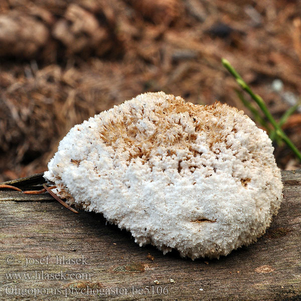 Bauchpilz-Mehlstaubporling Tvarohovník vankúšovitý Oligoporus ptychogaster Bělochoroš pýchavkovitý Pulverticka Støvkjuke Drobnoporek sproszkowany Oлигопорус пухлобрюхий oJežasti skutovec Blålig brunlig kødporesvamp Puuterikääpä Boompuist