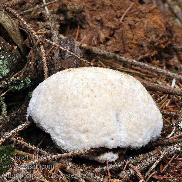 Oligoporus ptychogaster be5112