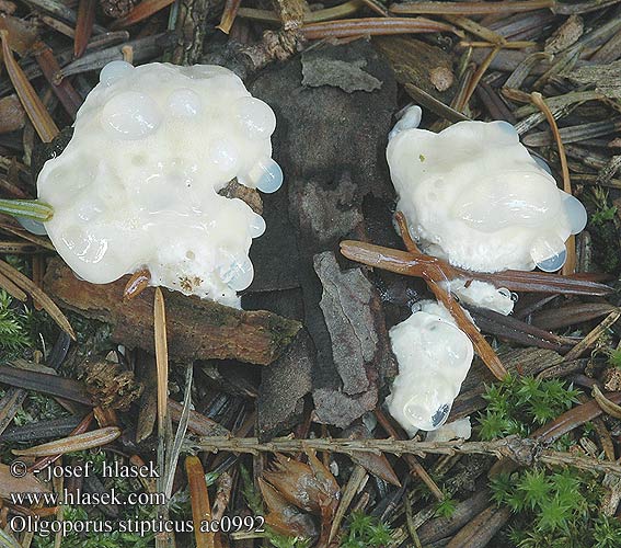 Oligoporus stipticus Postia stiptica Tyromyces Drobnoporek gorzki Białak gorzki Tvarohovník horký Bittere kaaszwam Bělochoroš hořký Bitterer Saftporling Kødporesvamp Bitter Bracket Polypore styptique Karvashaprakääpä Bitterticka