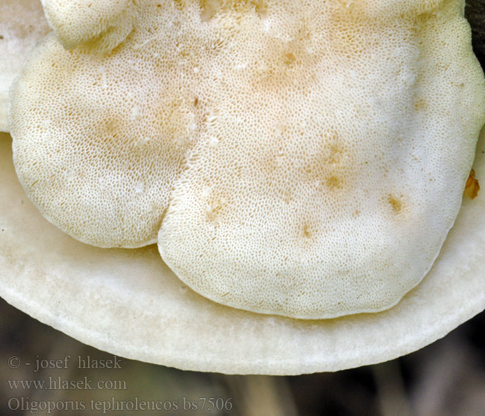 Oligoporus_tephroleucos Harmohaprakääpä Polypore souris