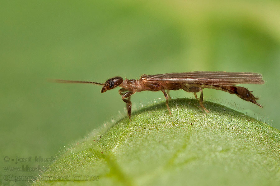 Oligotoma saundersii Saunders' embiid