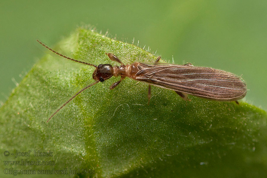 Oligotoma saundersii Saunders' embiid