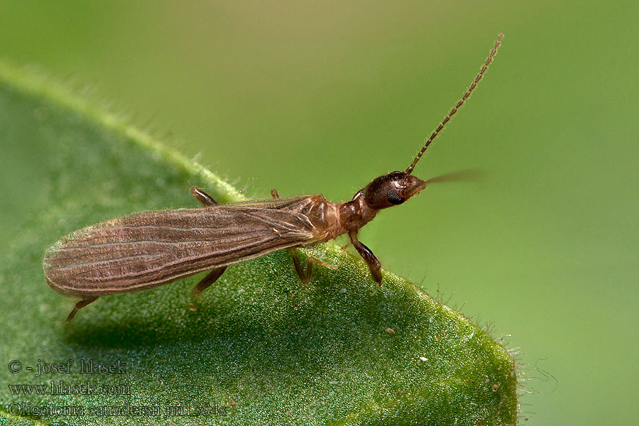 Oligotoma saundersii Saunders' embiid