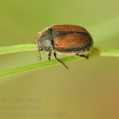 Omaloplia alternata af1928