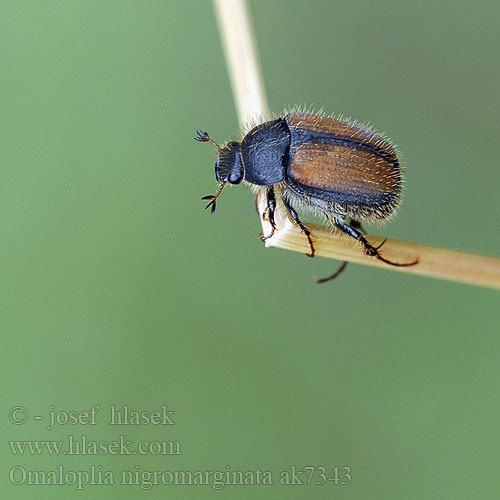 Omaloplia nigromarginata