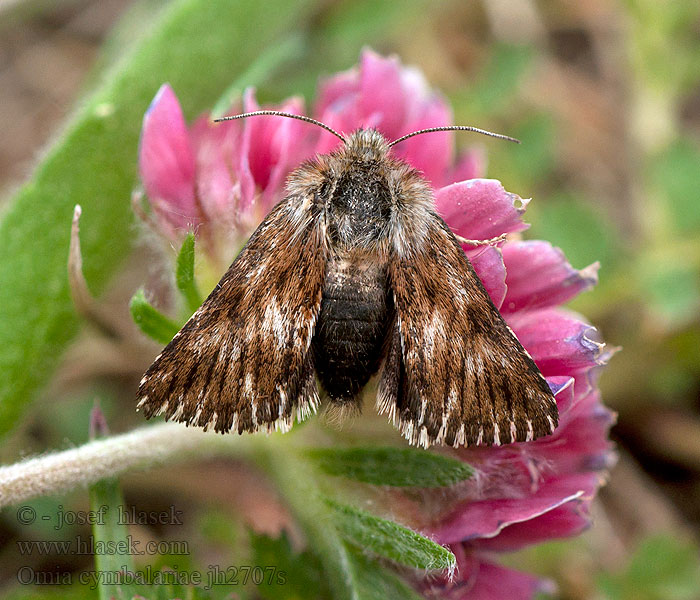 Omia cymbalariae