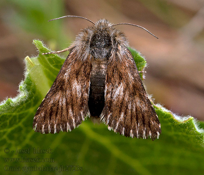 Omia cymbalariae