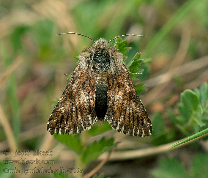 Omia cymbalariae