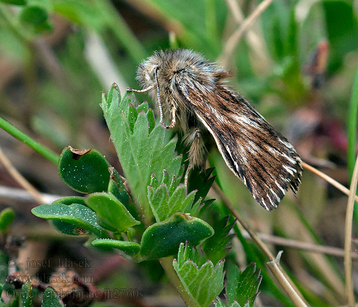 Omia cymbalariae