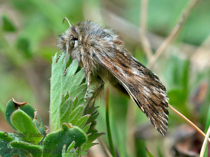 Omia cymbalariae