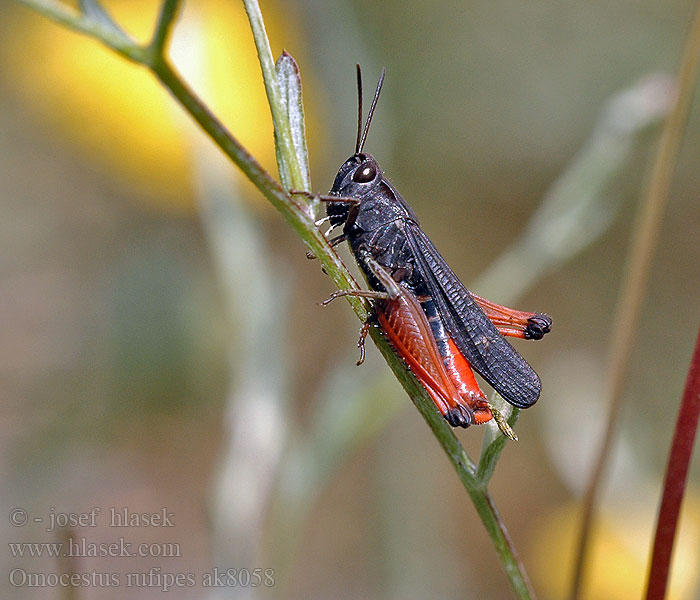 Omocestus rufipes Saranče rudonohá Buntbäuchiger Grashüpfer