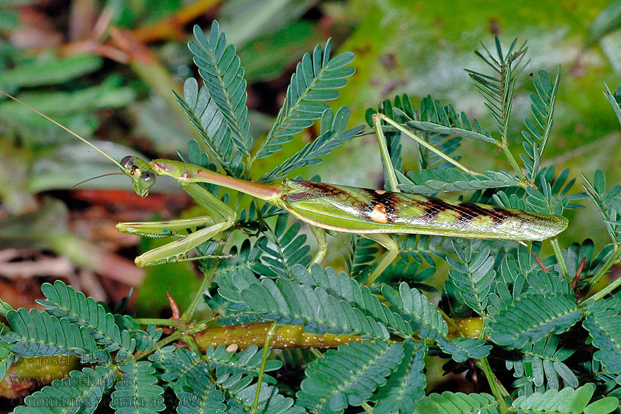 Omomantis zebrata Zebra mantis
