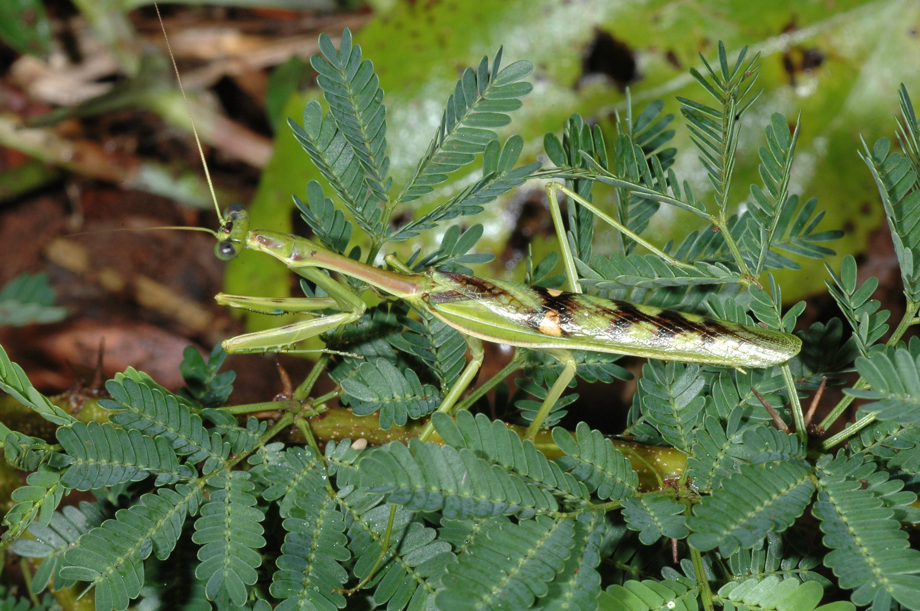 Omomantis zebrata Zebra mantis