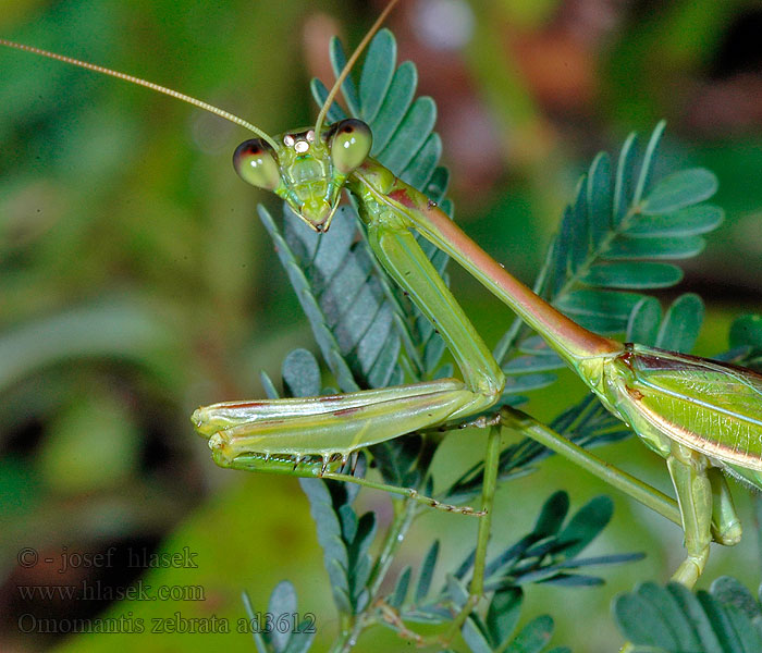 Omomantis zebrata Zebra mantis
