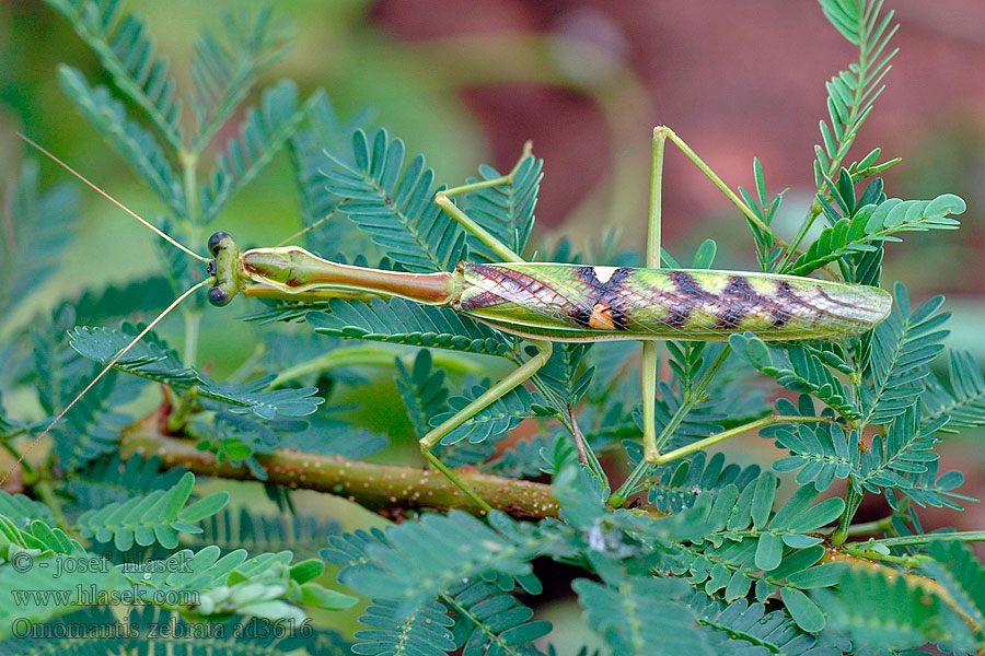 Omomantis zebrata Zebra mantis