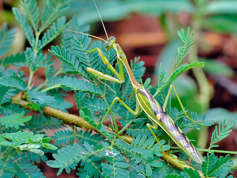 Omomantis zebrata Zebra mantis