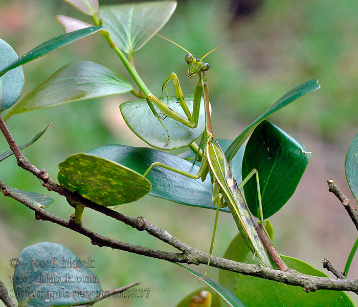Omomantis zebrata Zebra mantis