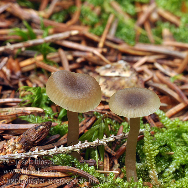 Omphaliaster asterosporus Omphalia Clitocybe asterospora