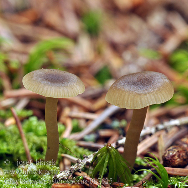 Starkgeriefte Sternsporling Stersporige trechterzwam