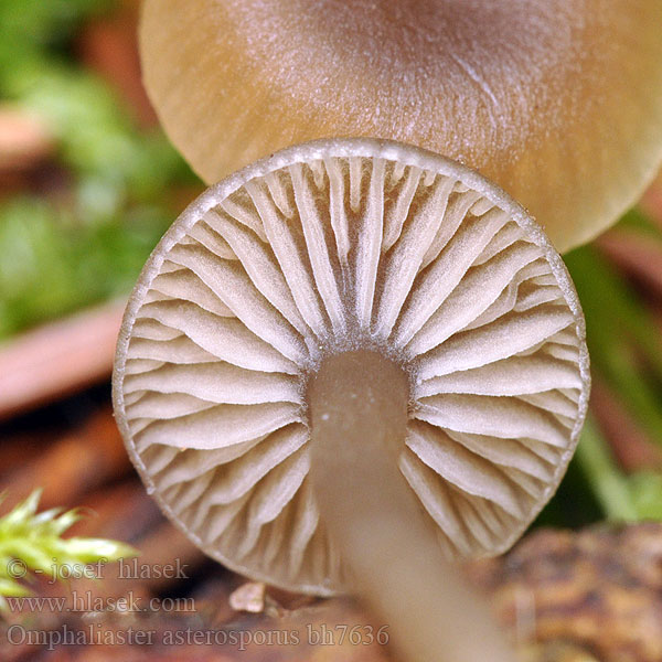 Clitocybe asterospora Kalichovka hvězdovýtrusá