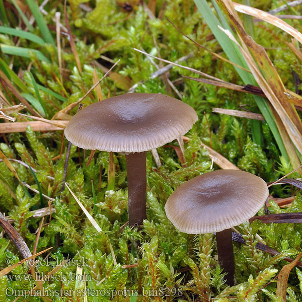 Starkgeriefte Sternsporling Stersporige trechterzwam