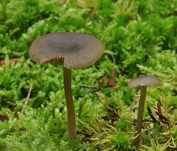 Kalichovka hvězdovýtrusá Omphaliaster asterosporus