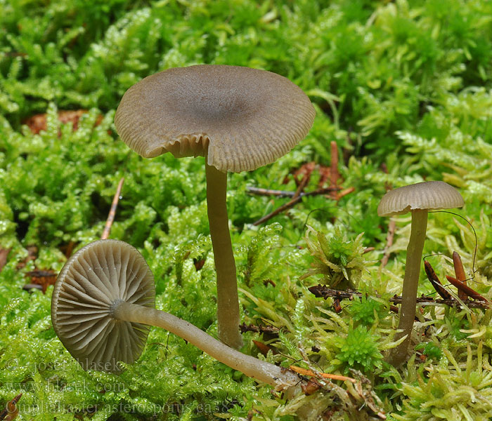 Tähtimalikka Omphaliaster asterosporus