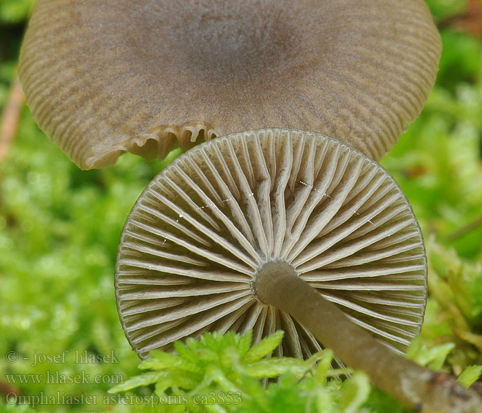 Stjärnnavling Narrehat Omphaliaster asterosporus