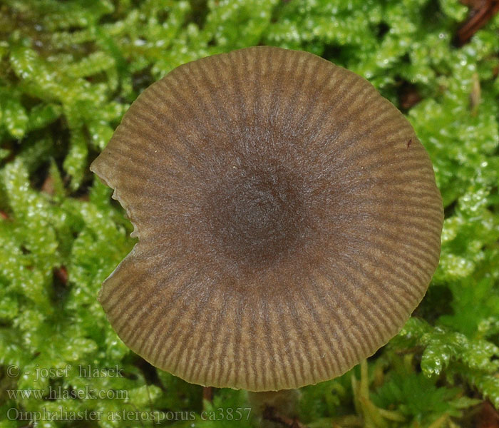 Starkgeriefte Sternsporling Omphaliaster asterosporus