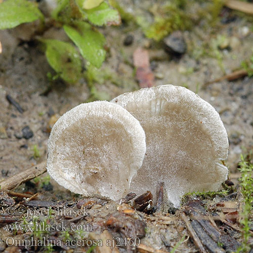 Omphalina acerosa Arrhenia Leptoglossum acerosum Panellus