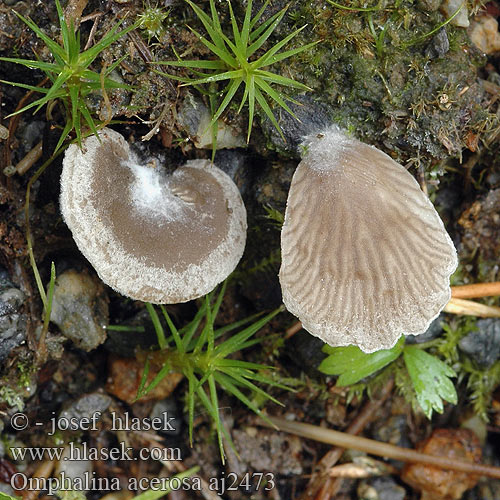 Omphalina acerosa Grauer Zwergnabeling Muschelartiger Nabeling Graunabeling