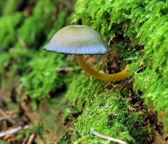 Omphalina cyanophylla Chromosera Kalichovku namodralá