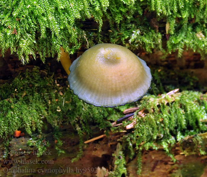 Omphalina cyanophylla Violettblättr Violetter Nabeling