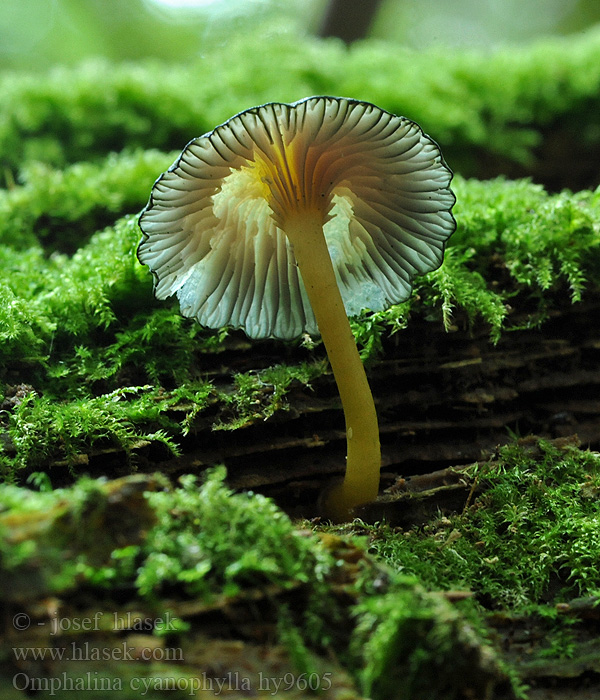 Omphalina cyanophylla Lillaskivenavlesopp