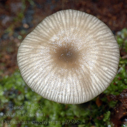 Omphalina epichysium Arrhenia Clitocybe Kalichovka leptoniová