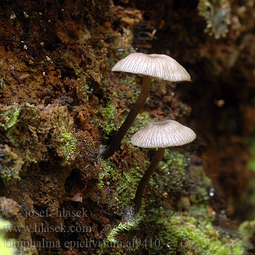 Omphalina epichysium al9410