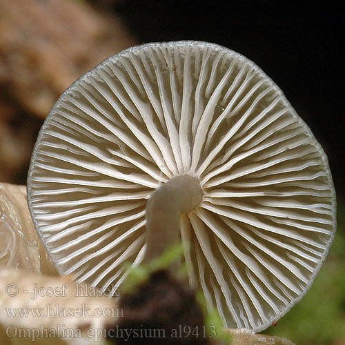 Svart vednavlesopp Omphalina epichysium Arrhenia Clitocybe