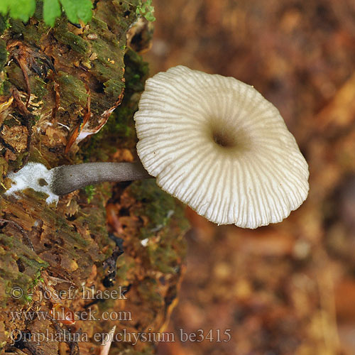 Omphalina epichysium be3415