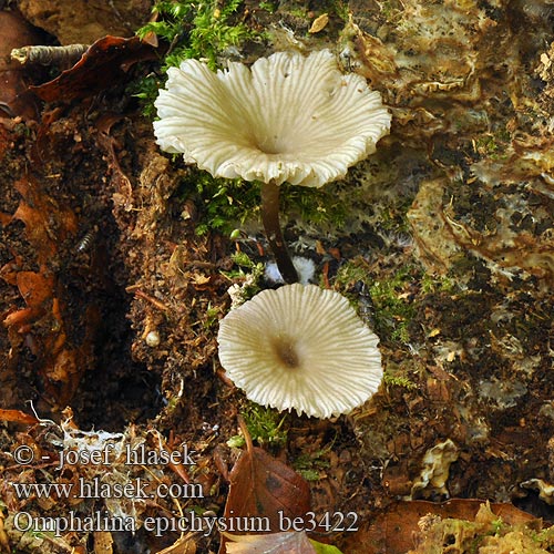 Omphalina epichysium be3422