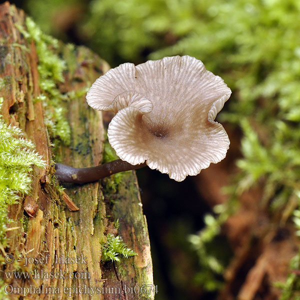 Holz-Adermoosling ヒダサカズキタケ Svart vednavlesopp Omphalina epichysium