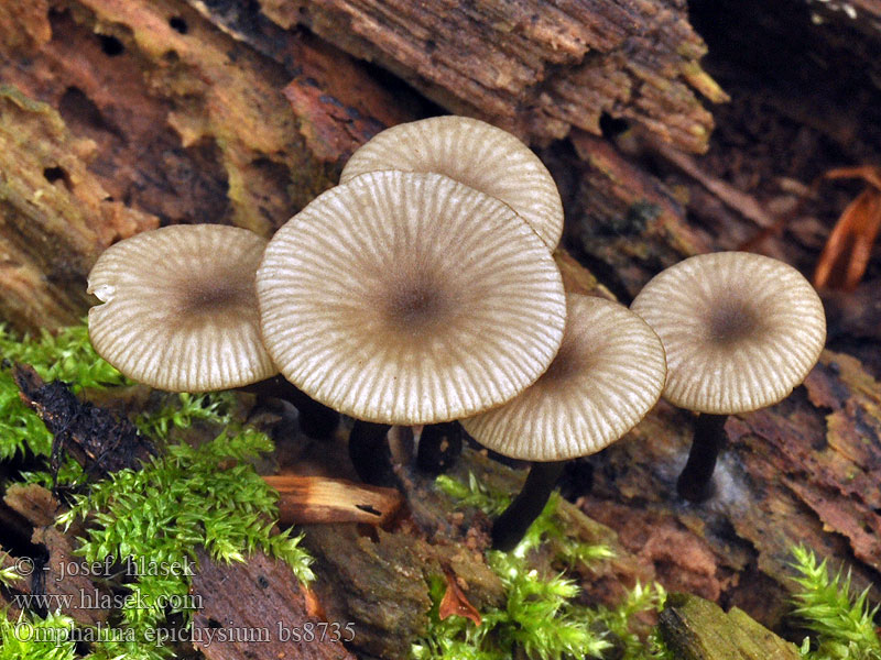 Omphalina epichysium Arrhenia Kalichovka leptoniová šupinkatá