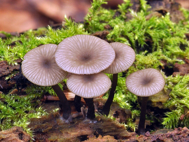 Omphalina epichysium Clitocybe Kalichovka drevná