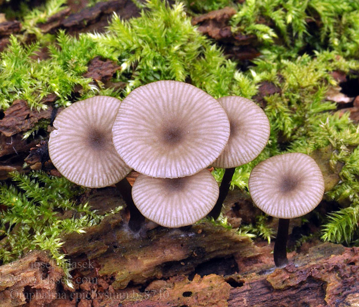 Omphalina epichysium Arrhenia Omphale lignicole