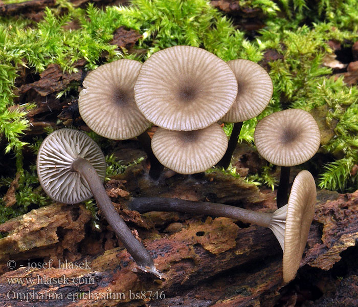 Omphalina epichysium Arrhenia Ved-navlehat Grånavling