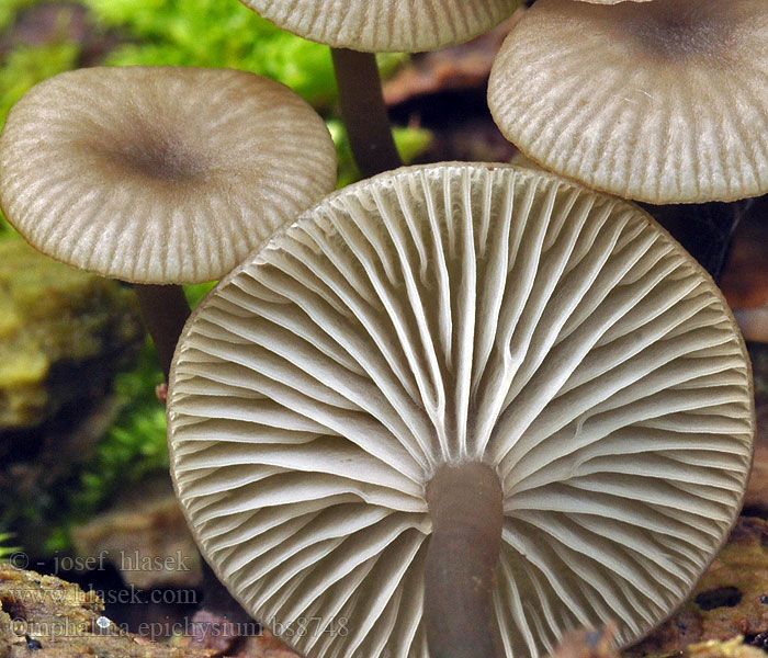 Omphalina epichysium Clitocybe Pępówka nadrzewna